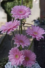 Bloemen 01